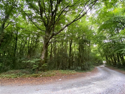 Ballinahallia (Mature Woodlands), Moycullen, Galway